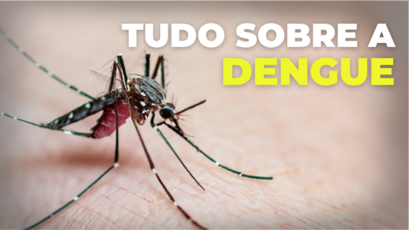 Tudo sobre dengue